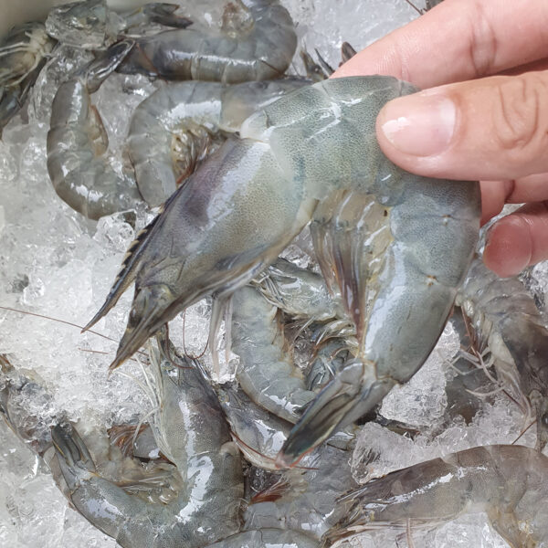 Tôm lột loại nhất (loại vừa mới lột, hàng hiếm) - Ảnh 3